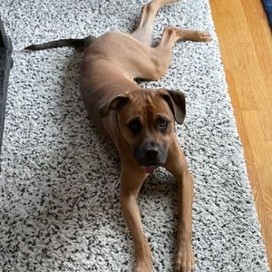 Meet your Posher, Abigail